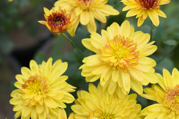 Beautiful Yellow chrysanthemum flowers closeup in the winter garden, Closeup of Chrysanthemum flower, Field of the Yellow Chrysanthemum, Beautiful Yellow flower blooming in nature.