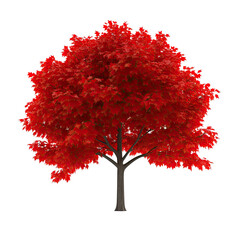 Vivid Red Maple Tree