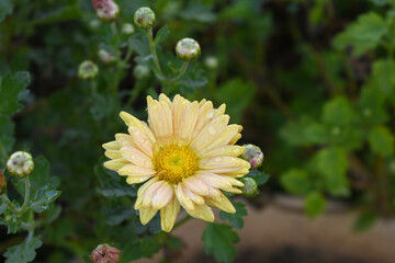 Beautiful Yellow Orange chrysanthemum flowers closeup in the winter garden, Closeup of Chrysanthemum flower, Field of the Yellow Orange Chrysanthemum, Beautiful Yellow Orange flower blooming in nature