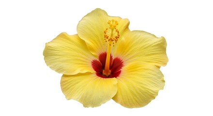 Fototapeta premium Golden Hibiscus Bloom: Vibrant Yellow Petals, Crimson Center AI Generated