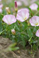 Field bindweed or Convolvulus arvensis or European bindweed or Creeping Jenny with open flowers...