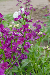 Purple Hoary Stock, Purple Hoary Stock or Matthiola Incana is a member of the Brassicaceae family of flowering plants. It's also commonly known as Brompton Stock, Common Stock, Purple flower in garden