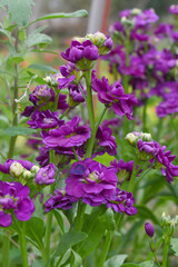 Purple Hoary Stock, Purple Hoary Stock or Matthiola Incana is a member of the Brassicaceae family of flowering plants. It's also commonly known as Brompton Stock, Common Stock, Purple flower in garden
