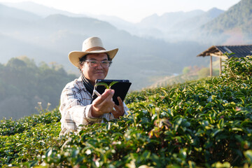 The owner of a world-class tea plantation inspects the quality and growth of tea leaves on his...
