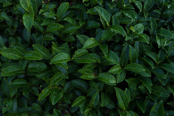 Top view of green tea leaves with morning dew.