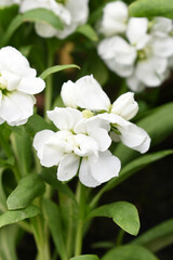 Obraz premium White Hoary Stock, White Hoary Stock or Matthiola Incana is a member of the Brassicaceae family of flowering plants. It's also commonly known as Brompton Stock, Common Stock, White flower in garden