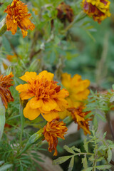 Yellow red french marigold flower blossom in garden, Yellow red french Mari Gold flowers for decorate garden, Close up of beautiful small marigold flower in garden. Marigold flowers bloom in nature