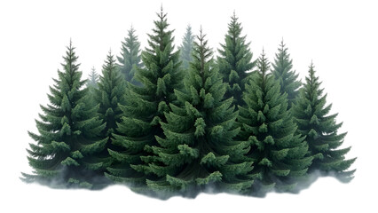 Fototapeta premium A cluster of evergreen trees with a misty haze at the base against a black background scene outdoors