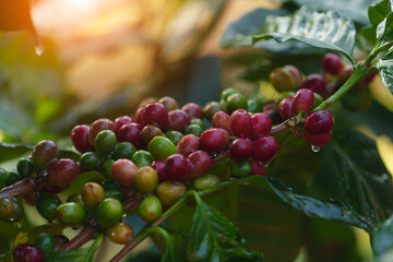 Coffee beans borne on trees in farms and gardens, raw coffee beans in the growing season and drops of water in the morning..