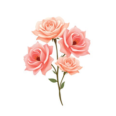 Bouquet of Pink Roses White Background