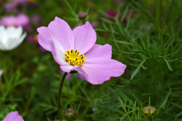Pink Cosmos flower, Cosmos flowers, autumn season image, Beautiful Pink Cosmos flower in the garden. Pink flowers pictures. Cosmos Bipinnatus, commonly called the garden or Mexican aster