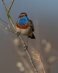 bluethroat on a branch
