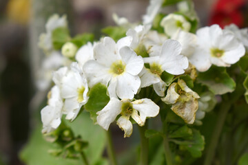 Obraz premium Blooming vibrant White geranium Pelargonium flowers closeup, Blooming of Geranium, closeup shot of White geranium flowers in garden, geranium in the exhibition of geraniums in Chakwal, Punjab, Pakista