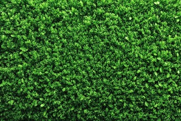 Dense Green Foliage Texture Background