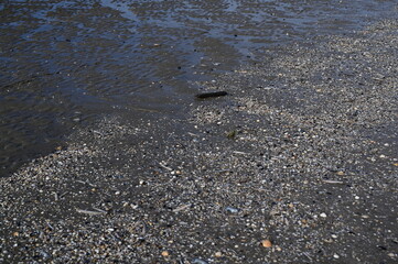 Atlantic Ocean seabed after low tide. Wet dark sand mixed with tiny shells and pebbles, exposed as the water recedes.