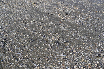 Shells and pebbles on the Atlantic Ocean seabed during low tide. Natural marine texture with seashells, sand, and smooth stones. Perfect for eco-friendly brands, travel promotions, coastal design proj