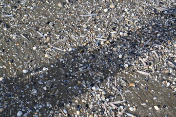 Shells and pebbles on the Atlantic Ocean seabed during low tide. Natural marine texture with seashells, sand, and smooth stones. Perfect for eco-friendly brands, travel promotions, coastal design proj