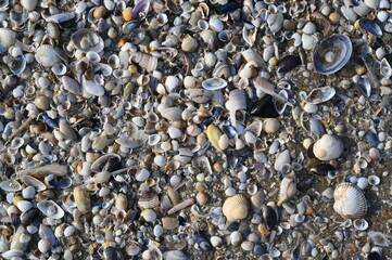 Shells and pebbles on the Atlantic Ocean seabed during low tide. Natural marine texture with seashells, sand, and smooth stones. Perfect for eco-friendly brands, travel promotions, coastal design proj