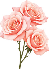Pink Roses on White Background