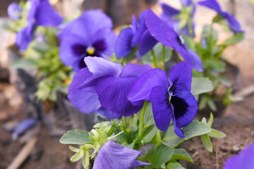 Spring flowers Viola in violet Black color - favorite ornamental plant flowering in the spring,...