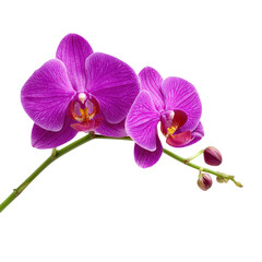 Obraz premium Purple orchid flower with buds on a white background. Floral design element.