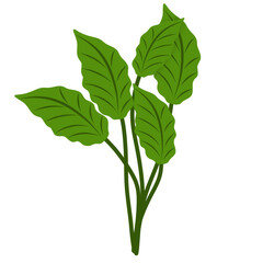 Illustration of green leaves 