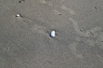 Texture of the ocean floor during low tide with sand, small stones and footprints. Natural abstract background perfect for design, patterns, and coastal themes