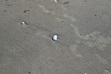 Texture of the ocean floor during low tide with sand, small stones and footprints. Natural abstract background perfect for design, patterns, and coastal themes