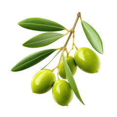 Green olives on a branch with leaves, isolated on white. Fresh, natural ingredient for Mediterranean cuisine.