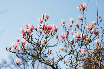 Blooming pink magnolia tree against blue sky