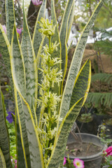 Big Natural sansevieria trifasciata flowering Snake plant. Yellow blooming Trifasciata Viper's...
