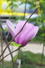 Deep pink, almost purple, magnolia flowers blooming on a tree closeup, Beautiful large purple flowers Magnolia Susan (Magnolia liliiflora x Magnolia stellata). Beautiful blooming in spring garden