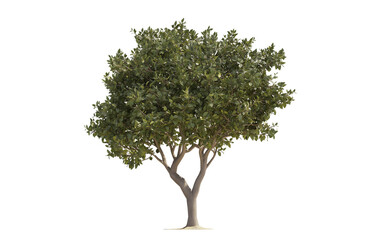 Obraz premium High-resolution tree PNG isolated on a transparent background for mockup design templates and artistic projects