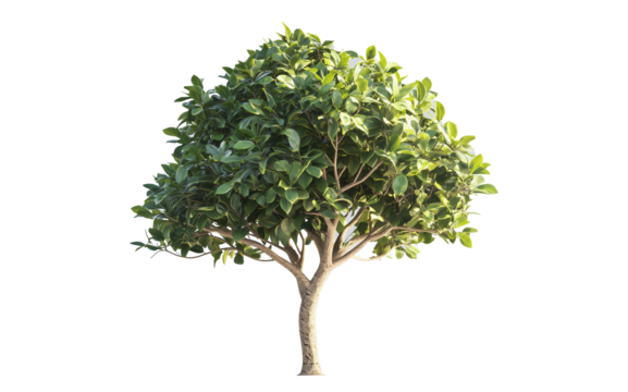 Tree PNG isolated with transparent background, ideal for artwork design mockups, logo creation, and graphics projects