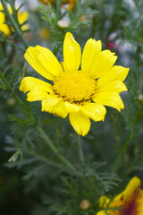 Bright Yellow Crown Daisy, Close-up of a Bright yellow crown daisy flower, blooming in nature, Close-up shot of beautiful yellow Crown Daisy flower (Chrysanthemum coronarium), Crown Daisy,