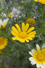 Bright Yellow Crown Daisy, Close-up of a Bright yellow crown daisy flower, blooming in nature, Close-up shot of beautiful yellow Crown Daisy flower (Chrysanthemum coronarium), Crown Daisy,