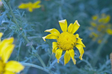 Bright Yellow Crown Daisy, Close-up of a Bright yellow crown daisy flower, blooming in nature,...
