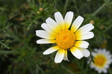 Obraz premium White Yellow Crown Daisy, Close-up of a white and yellow crown daisy flower, blooming in nature, Close-up shot of beautiful White yellow Crown Daisy flower (Chrysanthemum coronarium), Crown Daisy,