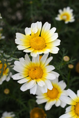 White Yellow Crown Daisy, Close-up of a white and yellow crown daisy flower, blooming in nature, Close-up shot of beautiful White yellow Crown Daisy flower (Chrysanthemum coronarium), Crown Daisy,