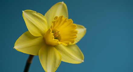 Daffodil Bloom: Sunshine Yellow Against Teal AI Generated