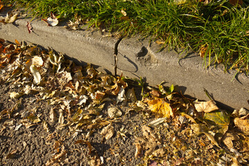 Autumn dry leaves fallen on a bollard on the sidewalk. Autumn leaves. Dry leaves illuminated by the autumn sun. Autumn season.