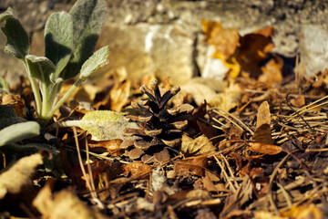 Pine cone in the grass. Empty pine cone. Sun rays in warm orange color. Autumn sun rays.