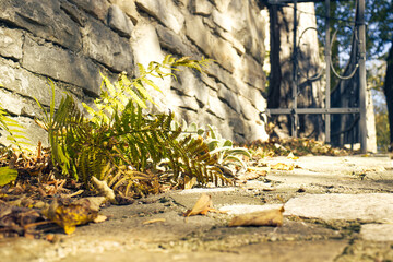Fern by the stone wall. Warm autumn lighting. Fern by the edge of the sidewalk in autumn light. Autumn time, fern illuminated by the autumn sun.
