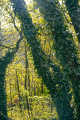 Tree trunks in the forest covered with dense ivy. A climbing parasitic plant on a tree trunk. Ivy on a tree trunk. The forest illuminated by the warm autumn sun.