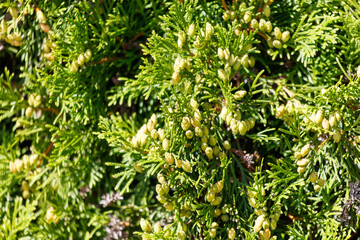 A bunch of green leaves with small green buds