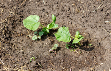 A small plant is growing in the dirt