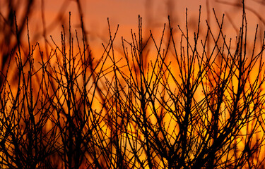 A field of dead branches with a beautiful orange sunset in the background