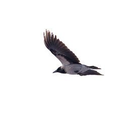 A bird with a black head and gray wings flies in the air
