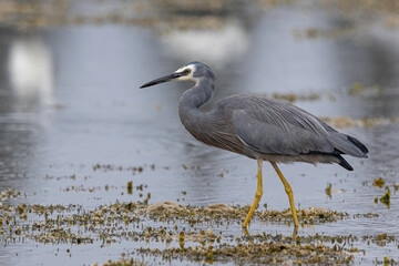 White-faced Heron (Egretta novaehollandiae), Narooma, NSW, March 2025