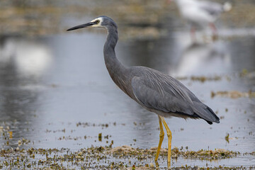 White-faced Heron (Egretta novaehollandiae), Narooma, NSW, March 2025